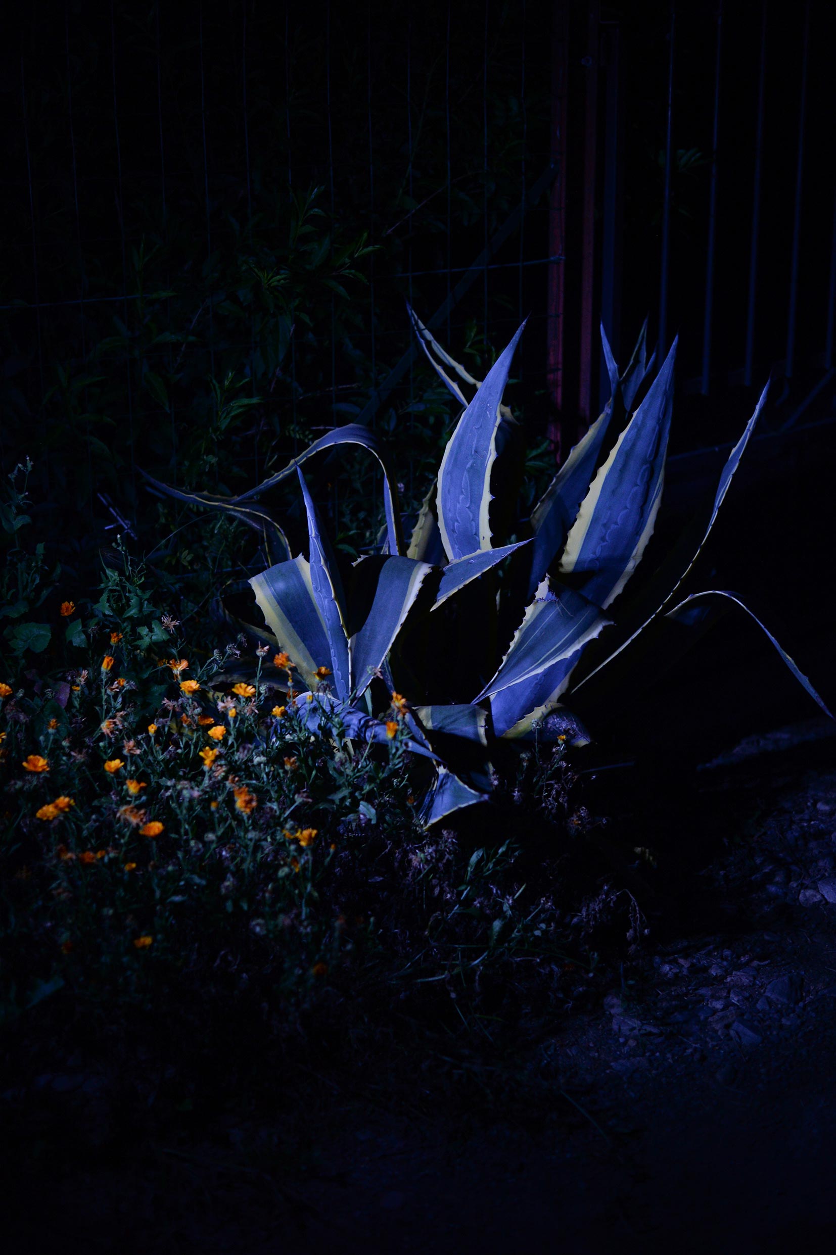 Le jardin fleur nuit/photos/04.jpg